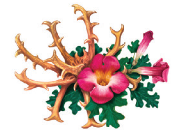 Devils Claw