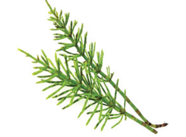 Horsetail