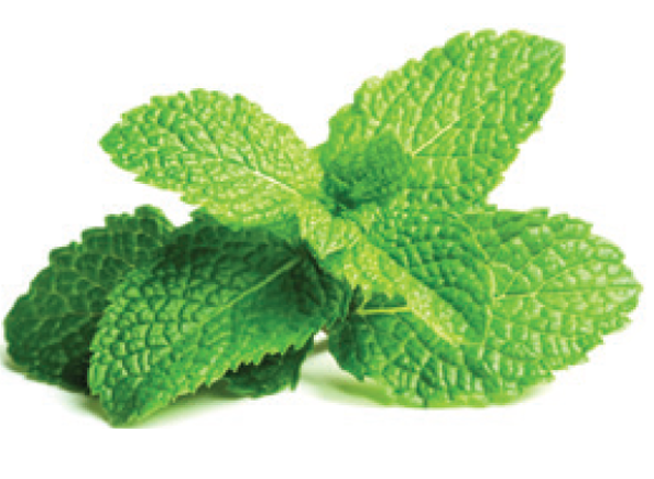 Peppermint
