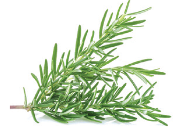 Rosemary