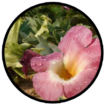arthrocure devils claw