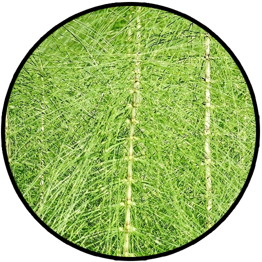 arthrocure horsetail