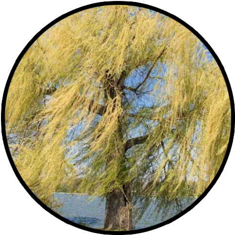 arthrocure white willow