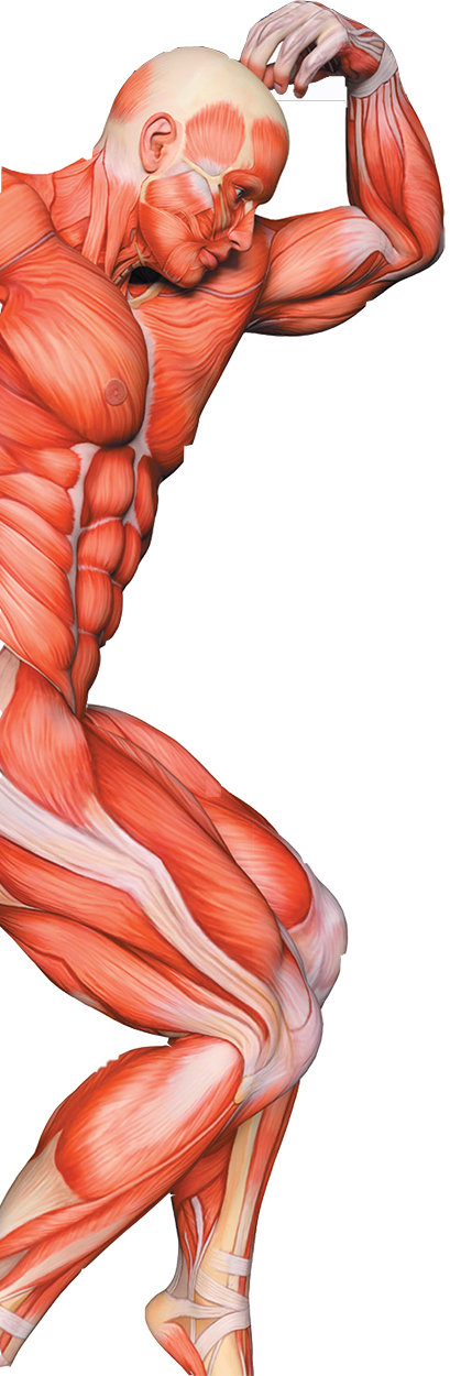 Cell Regen Full Body Benefits
