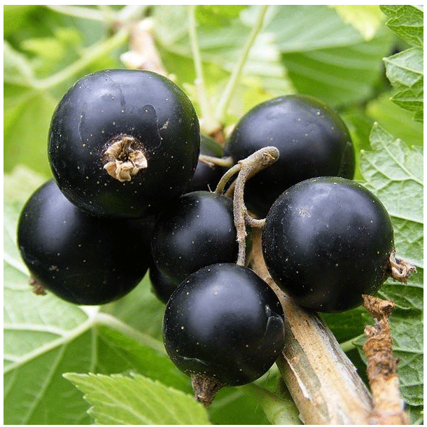 blackcurrant