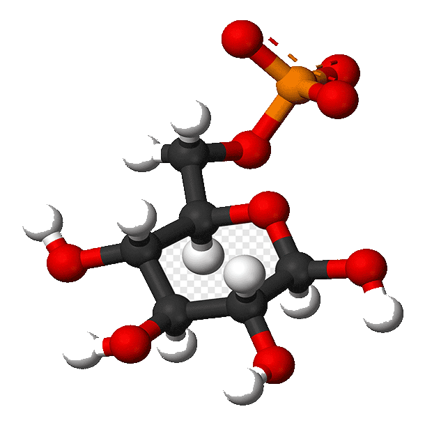 glucosamine